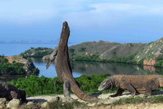 tour labuan bajo komodo tour kilikiliadventure.com