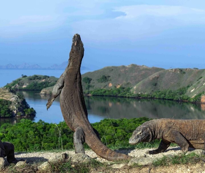 tour labuan bajo komodo tour kilikiliadventure.com