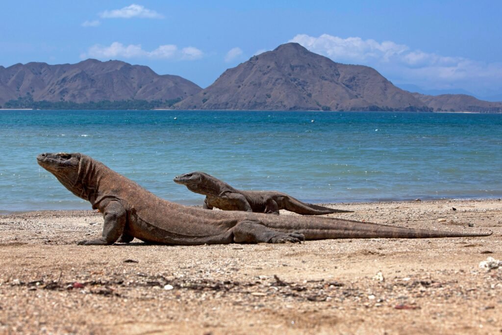 tour labuan bajo komodo tour kilikiliadventure.com