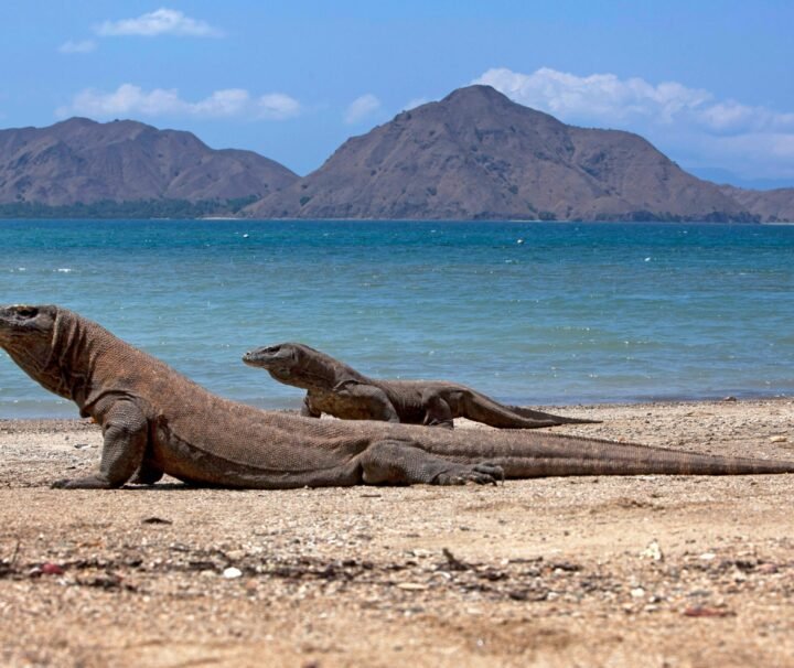 tour labuan bajo komodo tour kilikiliadventure.com