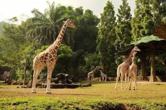 Gathering Package Taman Safari Indonesia Puncak 1 Day